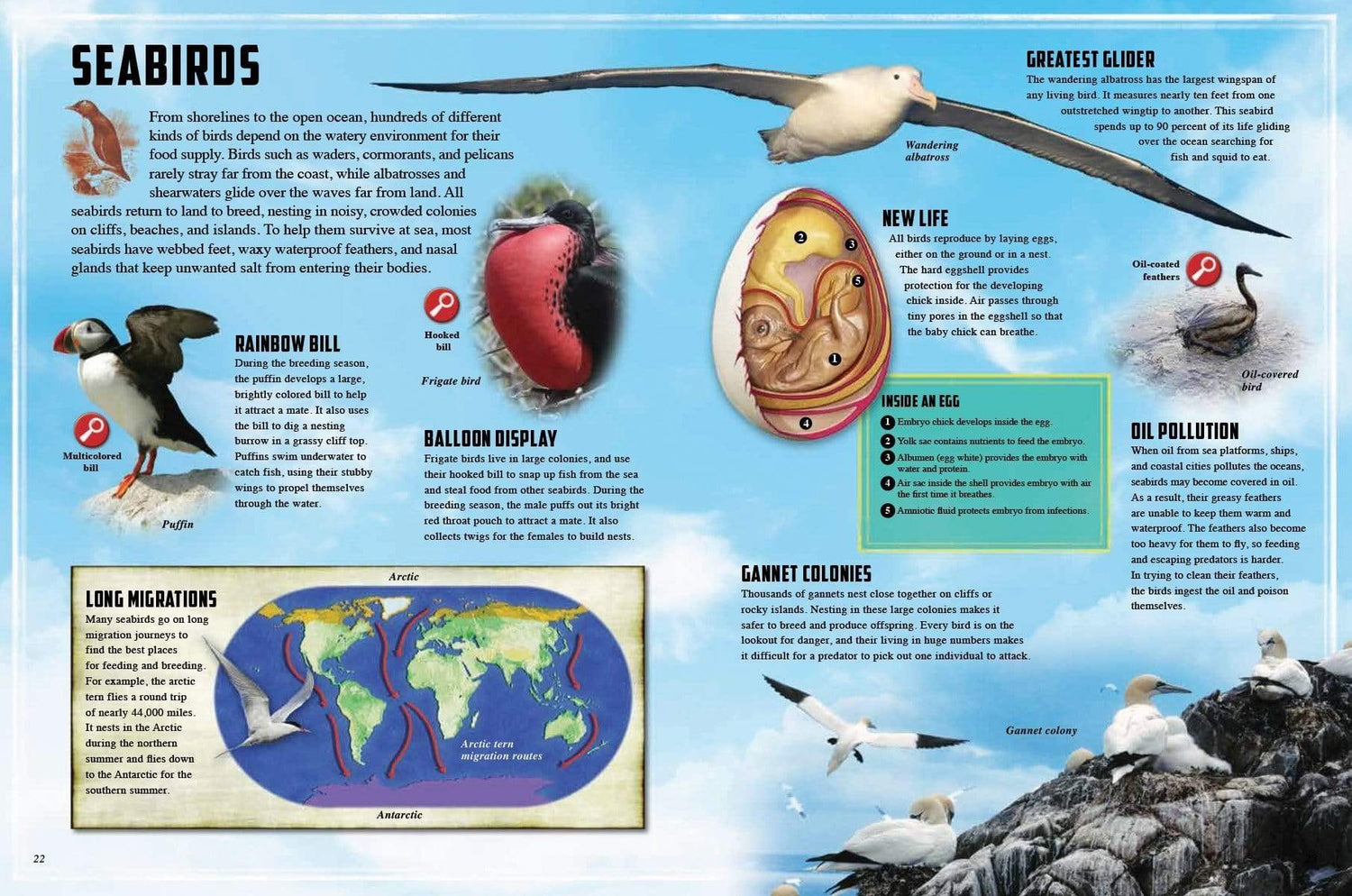 Creature Close Up: Ocean