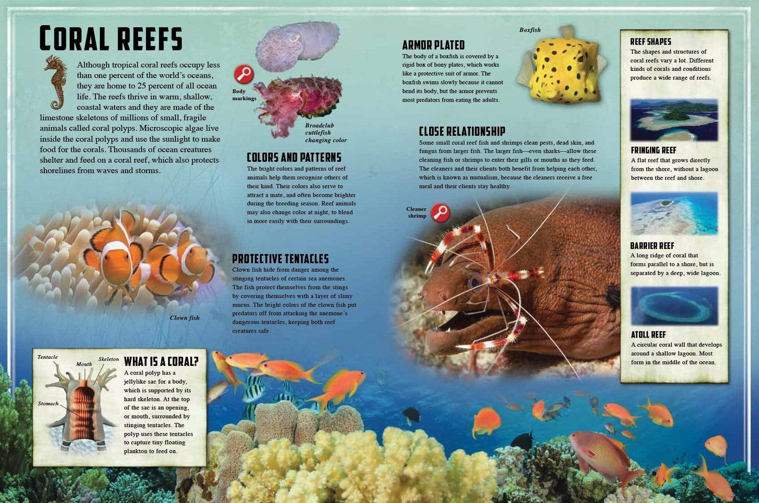 Creature Close Up: Ocean