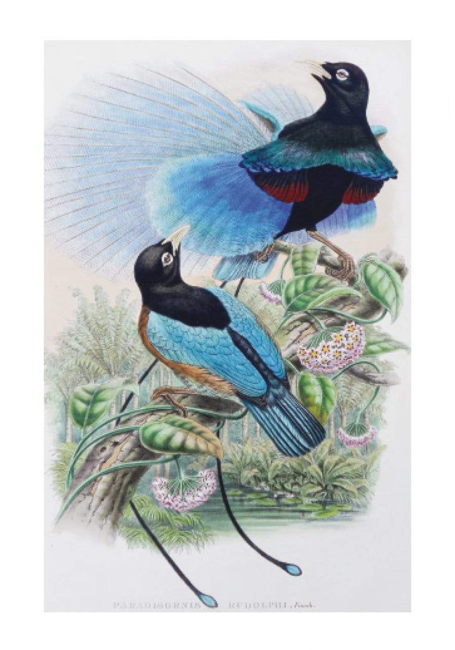 Drawn From Paradise: The Discovery, Art & Natural History Of The Birds Of Paradise