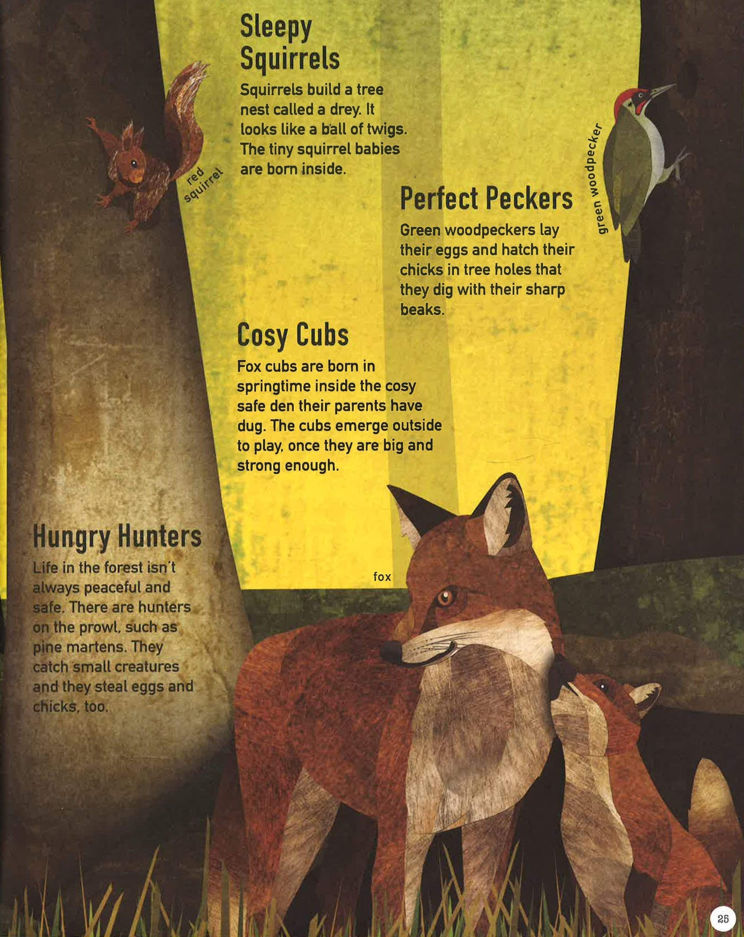 Green Planet: Life In Our Woods & Forests