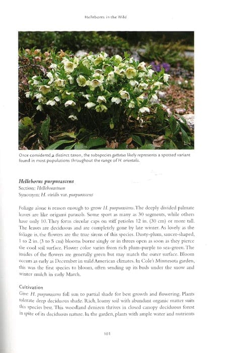 Hellebores
