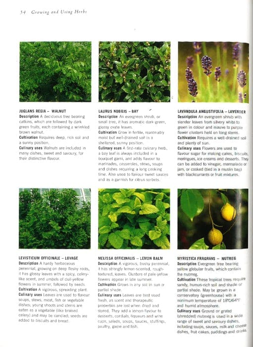 Herbs: The Cook's Guide To Flavourful And Aromatic Ingredients