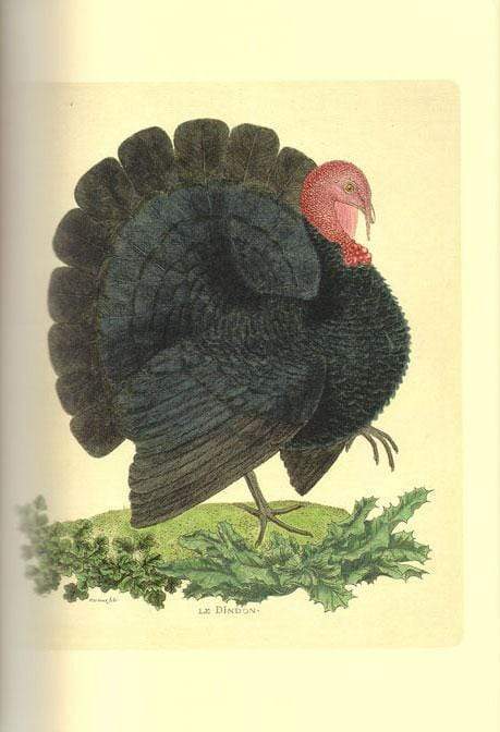 Histoire Des Oiseaux: A History Of Birds