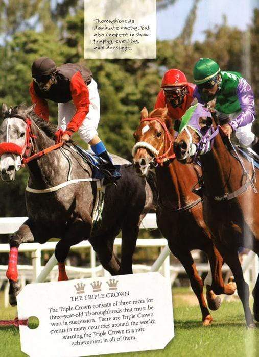Horses: Amazing Facts And Trivia