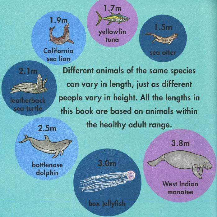 How Long Is A Whale?