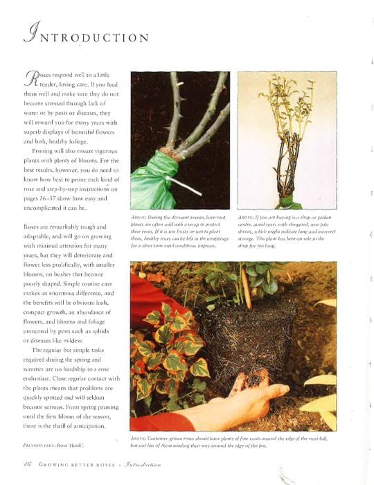 Growing Roses Pdf How To Grow Beautiful Roses: A Practical Guide To Growing, Caring For ...