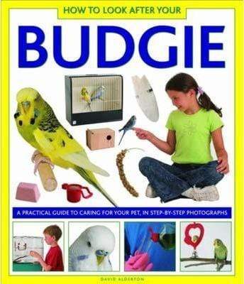 How to Look After Your Budgie