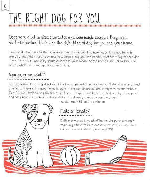 How to Look After Your Puppy