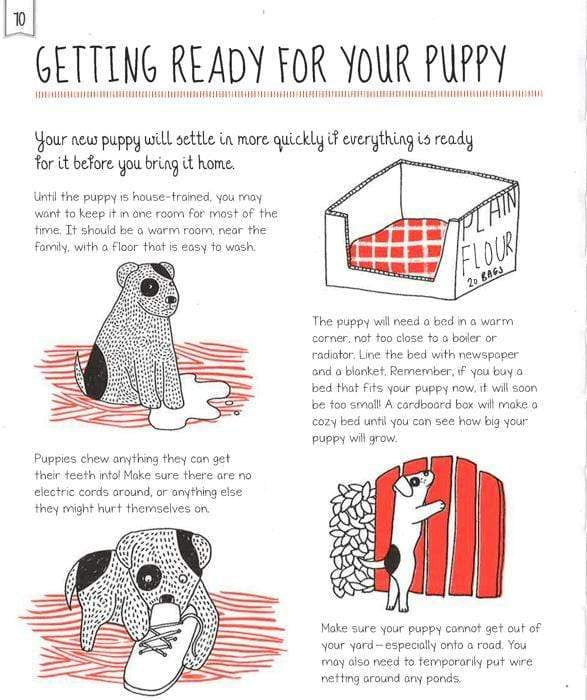 How to Look After Your Puppy
