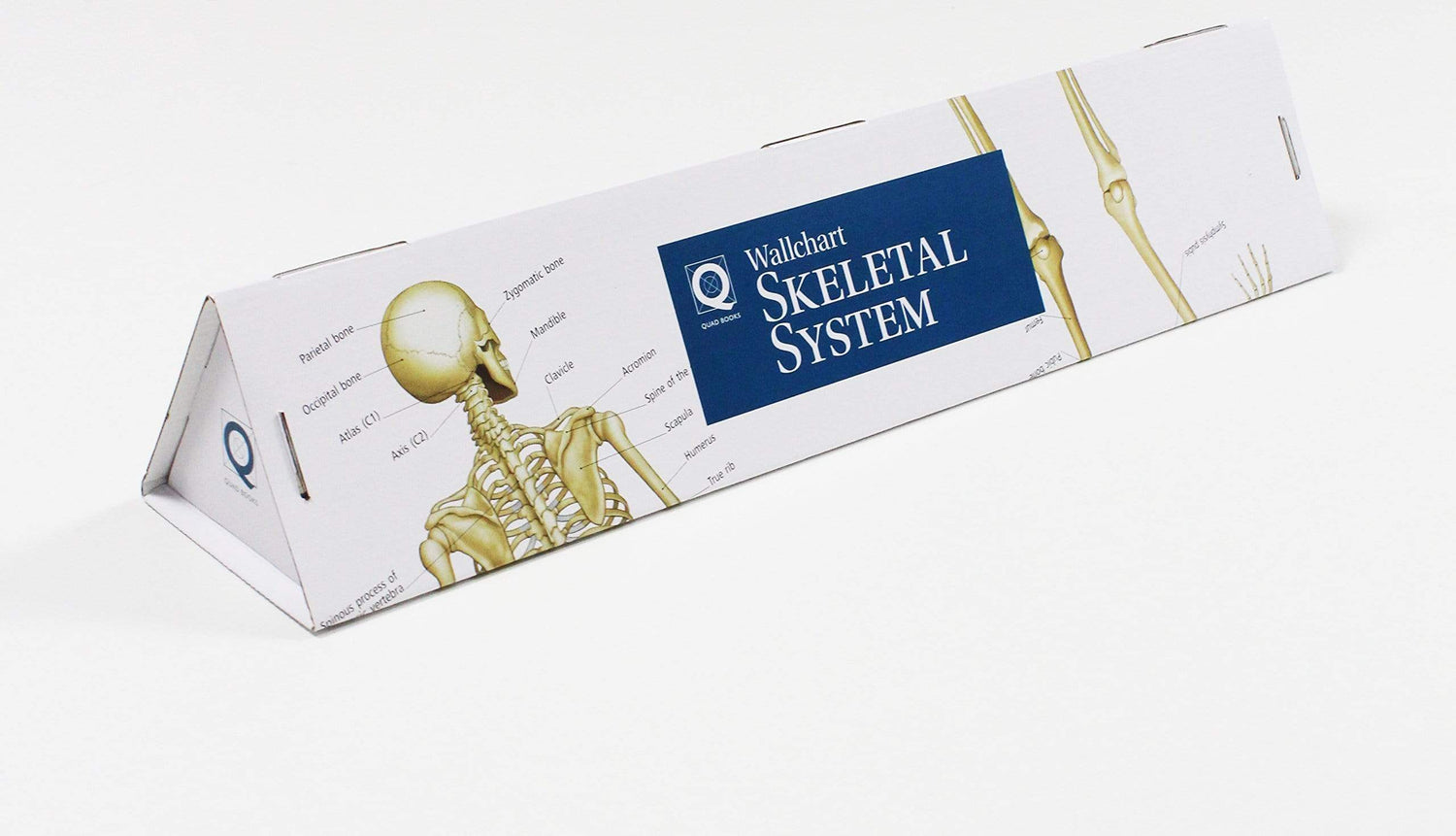 Human Anatomy Wallchart: The Skeletal System