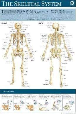 Human Anatomy Wallchart: The Skeletal System