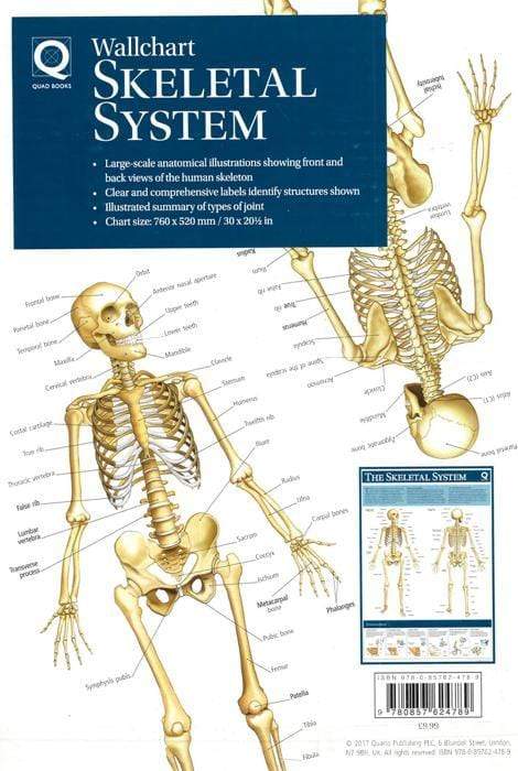 Human Anatomy Wallchart: The Skeletal System