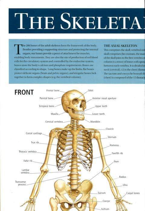 Human Anatomy Wallchart: The Skeletal System