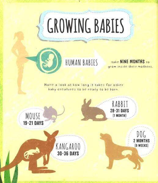 Infographics For Kids