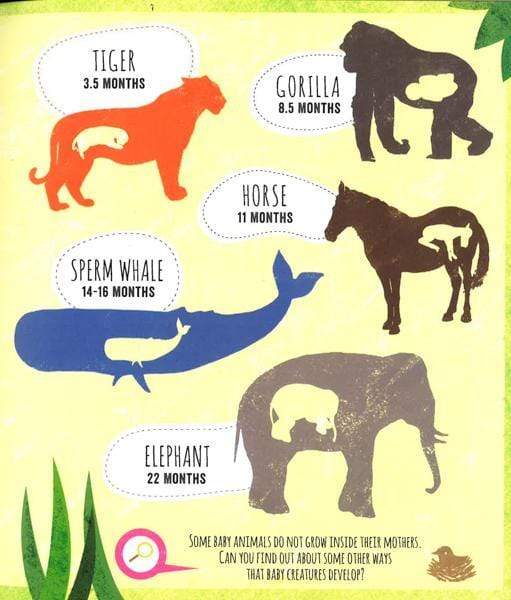 Infographics For Kids