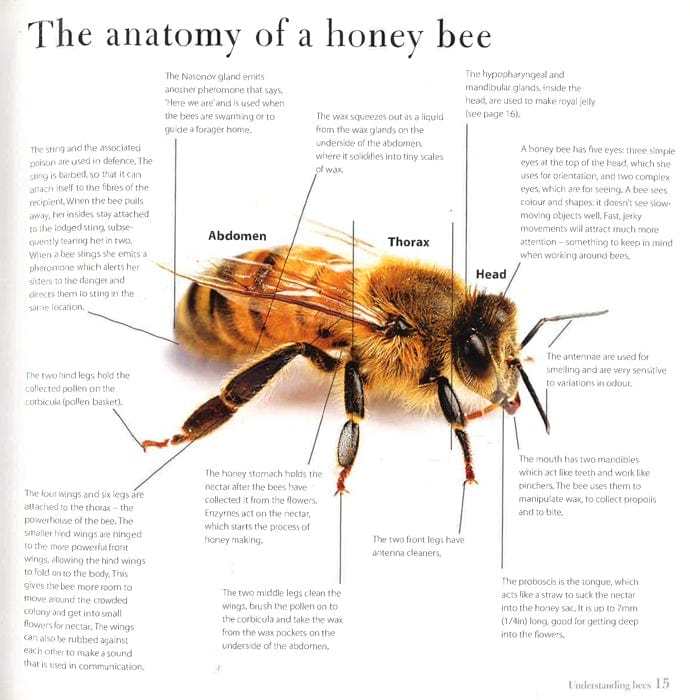 Keeping Bees And Making Honey