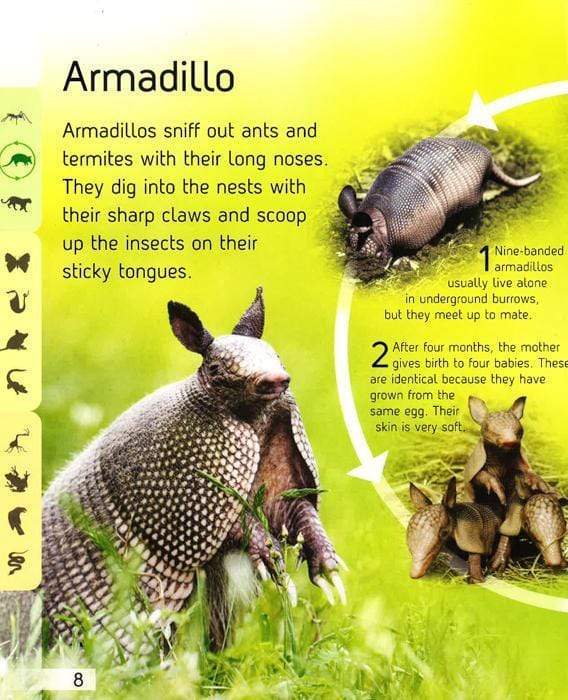 Life Cycles: Rainforest