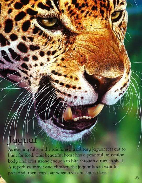 Lifesize: Rainforest