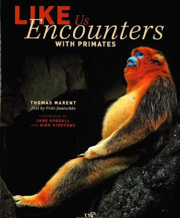 Like Us:Encounters With Primates