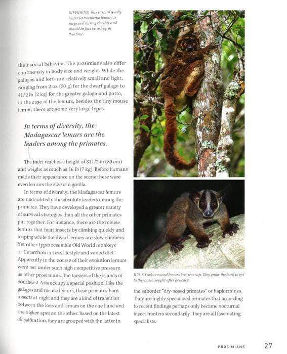 Like Us:Encounters With Primates