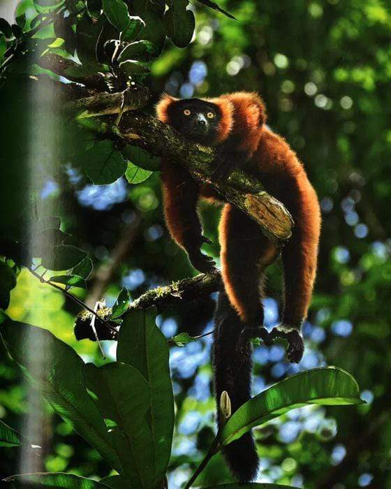 Like Us:Encounters With Primates