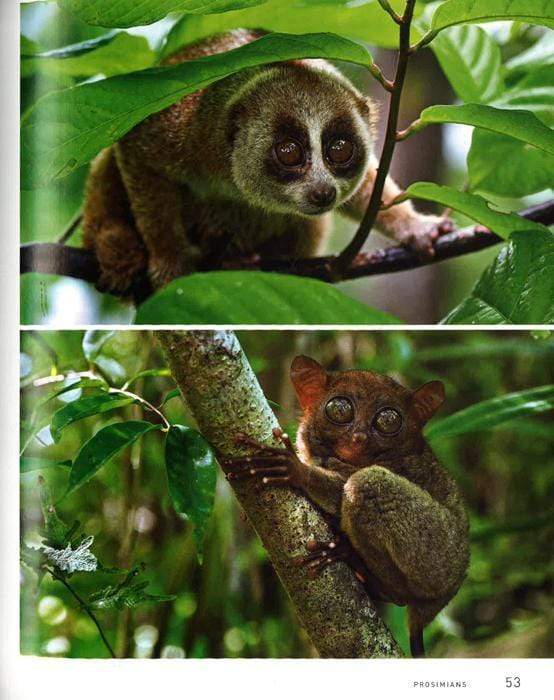 Like Us:Encounters With Primates