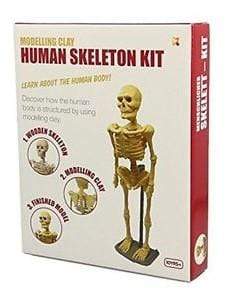 Modelling Clay Human Skeleton Kit