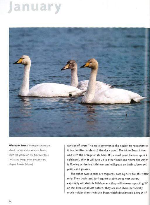 Nick Baker's British Wildlife : A Month-By-Month Guide