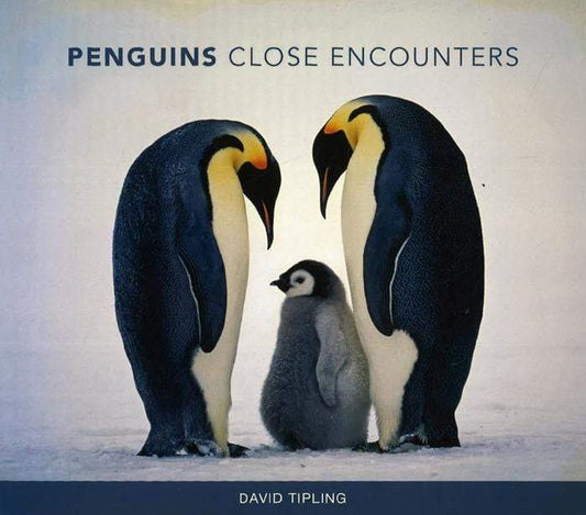 Penguins Close Encounters