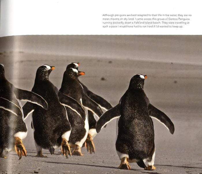 Penguins Close Encounters