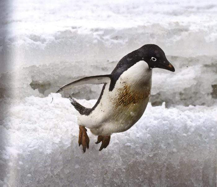 Penguins Close Encounters