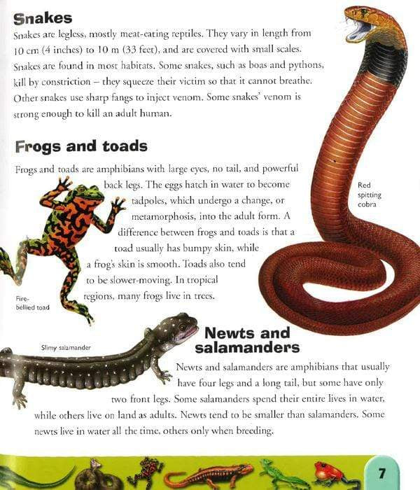 Is A Snakes A Reptile Or Amphibian Physical Appearance