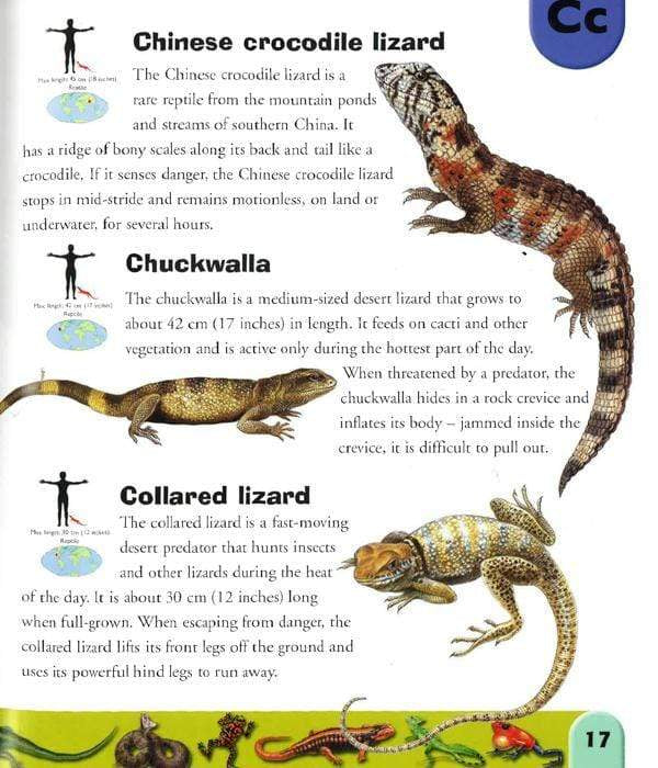 Difference Between Amphibians And Reptiles And Reptilia What'