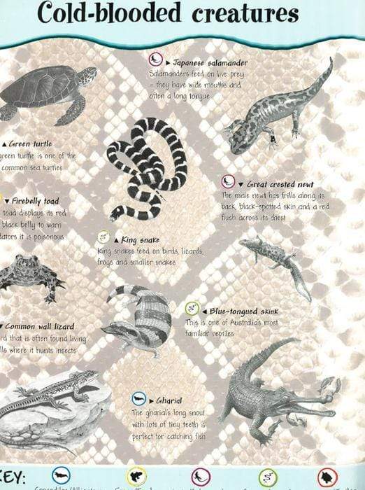 Reptiles And Amphibians Sticker Fun