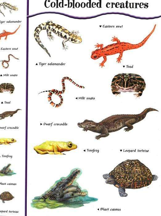 Reptiles And Amphibians Sticker Fun