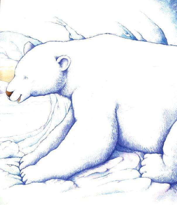 Snow Bear