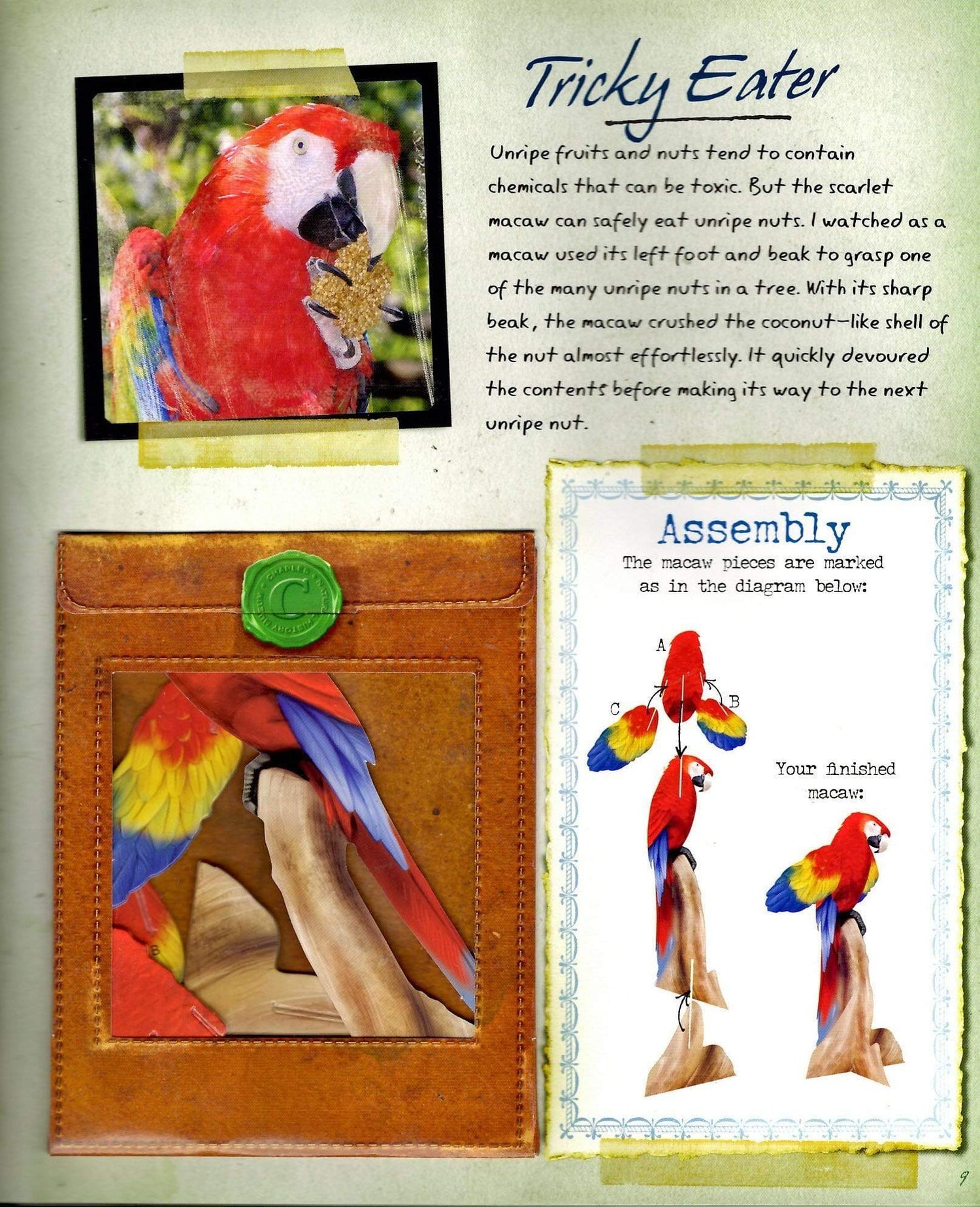 The Field Guide to Rainforest Animals: Explore the Amazon Jungle