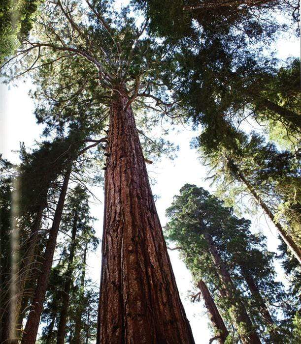 The Glory Of The Tree