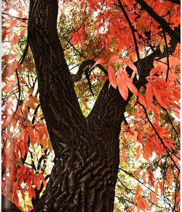 The Glory Of The Tree