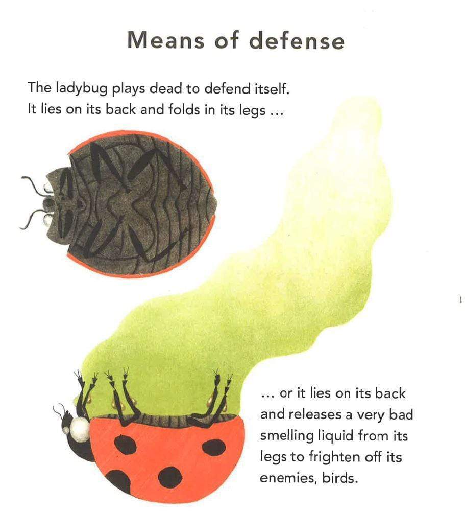 The Ladybug