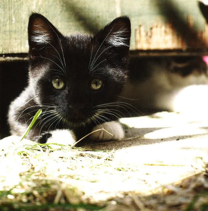The Secret Life Of Kittens