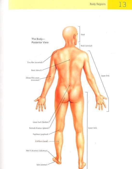 The Student's Manual Of Yoga Anatomy: 30 Essential Poses Analyzed, Explained, And Illustrated