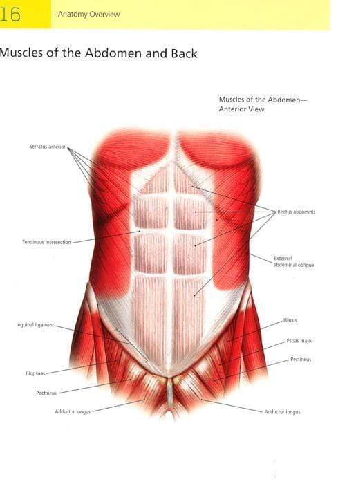The Student's Manual Of Yoga Anatomy: 30 Essential Poses Analyzed, Explained, And Illustrated