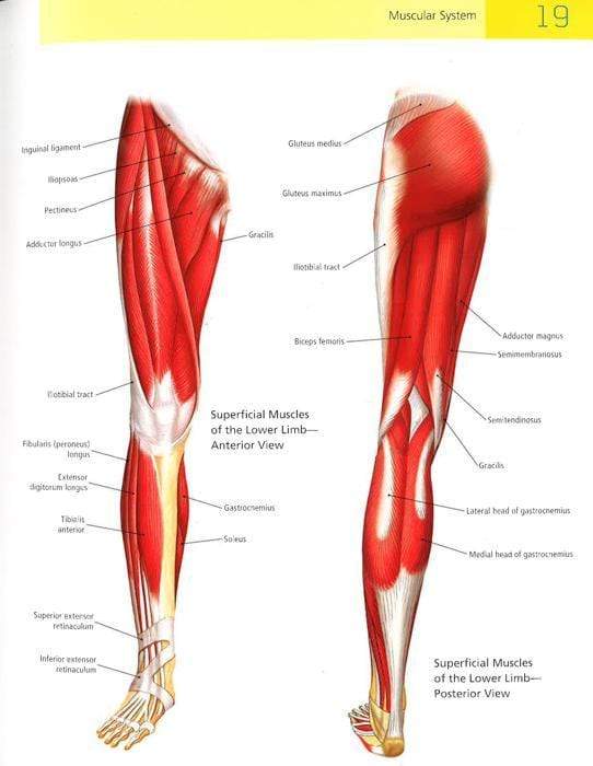 The Student's Manual Of Yoga Anatomy: 30 Essential Poses Analyzed, Explained, And Illustrated
