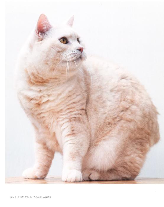 The The Grace of the Cat