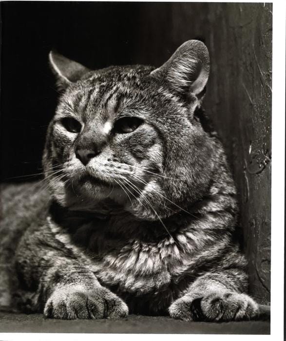 The The Grace of the Cat