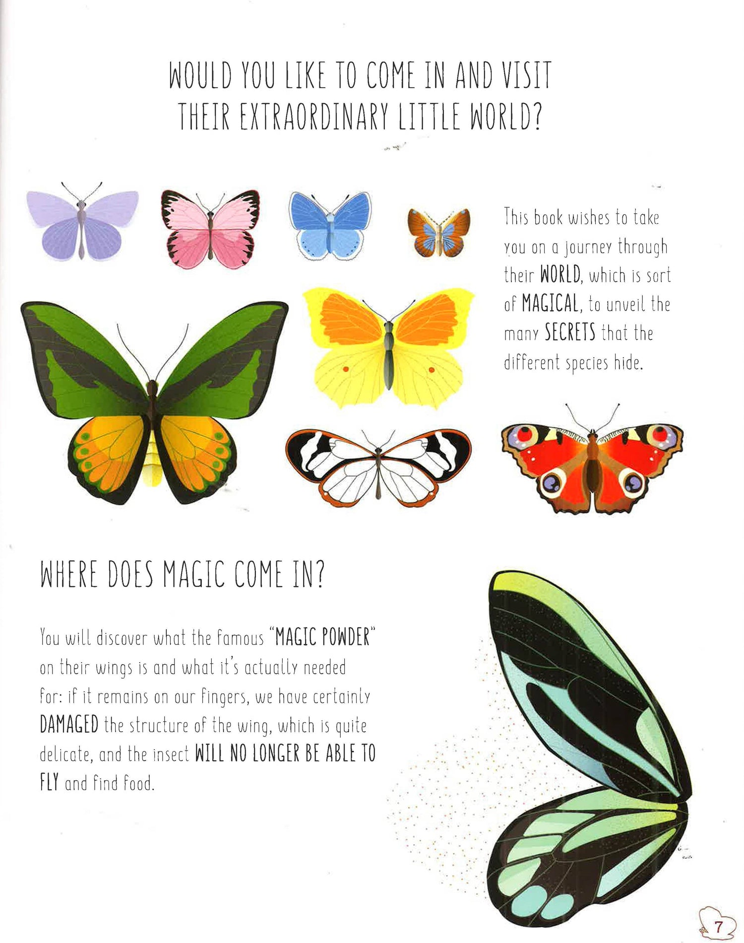 The World Of Butterflies