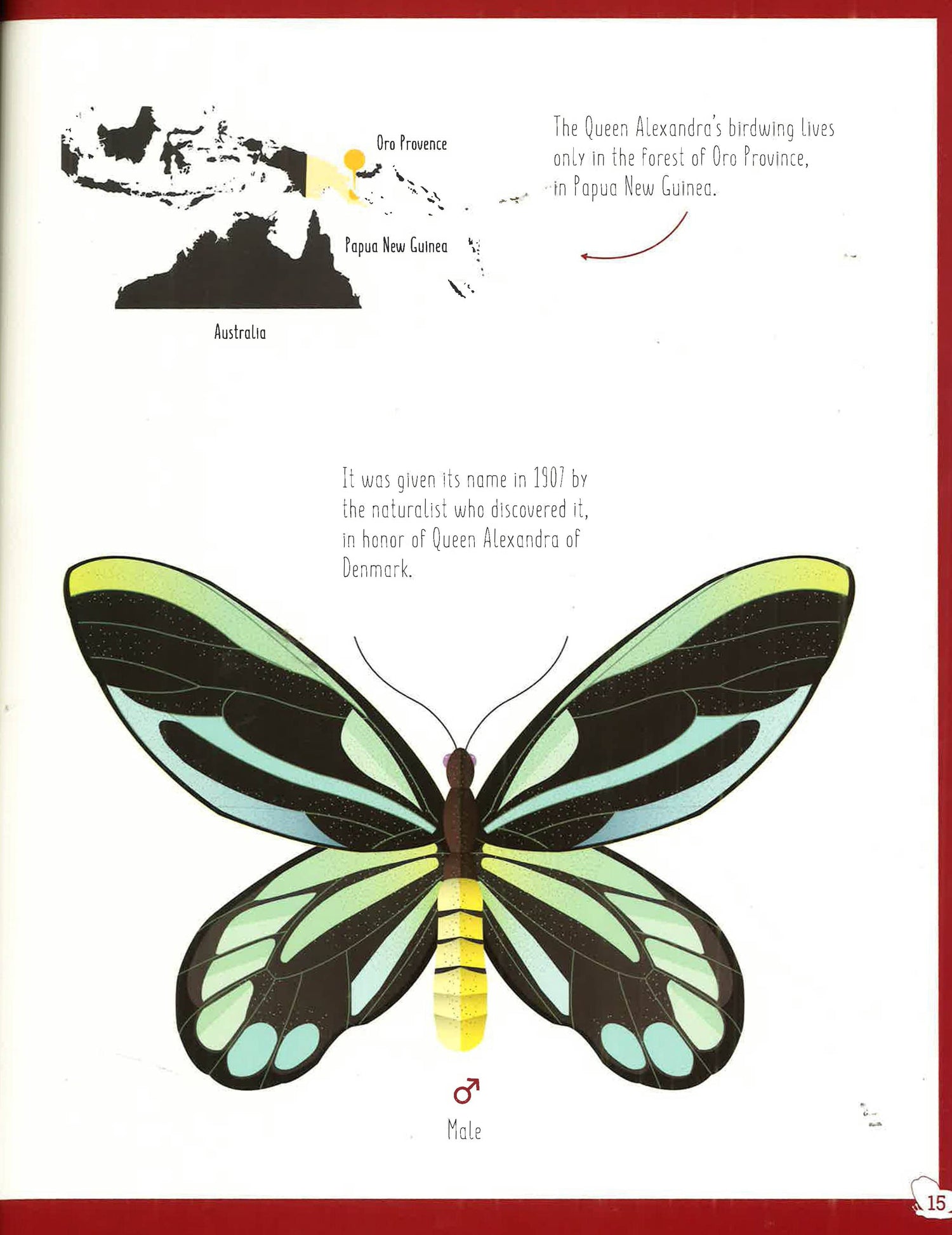 The World Of Butterflies