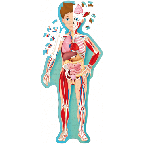 Travel, Learn and Explore: The Human Body