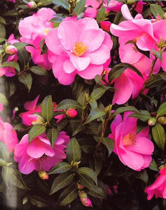 Trees And Shrubs For Flowers